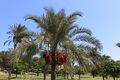 Montazah Garden 00 (29).JPG