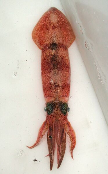 ملف:Arrow squid.jpg