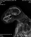 Radiography of the baboon mummy. The animal is wrapped in a variety of linens. They are for the most part hidden under a coating of resinous substances, thus only some fabrics can be identified. They are visible through gaps at the shoulder, arms, and knees.[22]