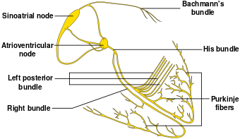 ConductionsystemoftheheartwithouttheHeart-en.svg