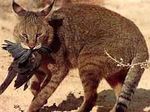 Felis Chaus.jpg