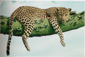 النمر