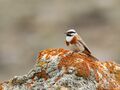 White-capped Bunting (Emberiza stewarti) (47269056742).jpg