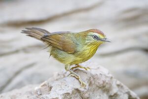 Macronus gularis chersonesophilus - Kaeng Krachan (2).jpg