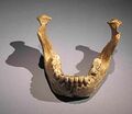Eroded alveolar process of the archaic human Homo heidelbergensis