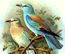 Portal:Birds