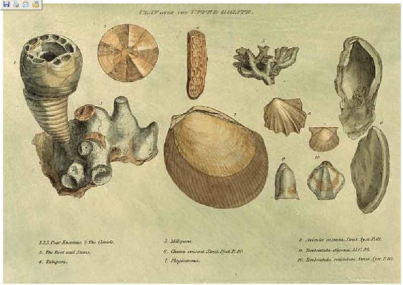 ملف:Smith fossils2.jpg