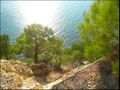 Pine Pitsundskaya on a steep slope by Dzhankhot