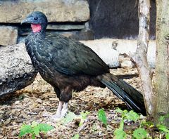 Penelope jacquacu - Spix-Guan - Spix's Guan.jpg