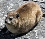 hyrax