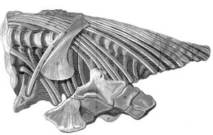 Rib, vertebrae, and pelvic bones in a stone matrix
