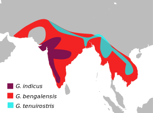 GypsBengalensisMap.svg