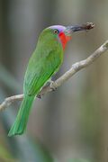 Nyctyornis amictus - Kaeng Krachan.jpg