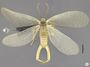 Merope tuber dorsal view - ZooKeys-269-051-g007A.jpeg