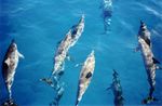 SpinnerDolphinsoffKauai 1999-03-15.jpg