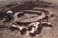 Spinophorosaurus holotype.png