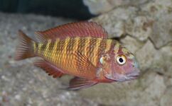 Tropheini (E): Tropheus moorii ("red" Chimba morph) is highly variable and the taxonomy of some of the morphs is questionable[56][57][58]