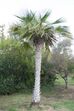 Copernicia tectorum 4zz.jpg