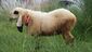 Kajla Lamb.jpg