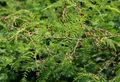 Acacia pennata at Ananthagiri Hills, in Rangareddy district of Andhra Pradesh, الهند.