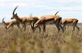 Grant's Gazelle