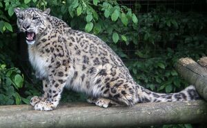 Snow Leopard at Paradise Wildlife Park, Hertfordshire - geograph.org.uk - 3504927.jpg