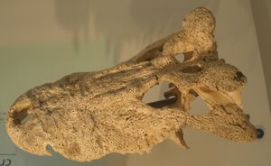 Voay robustus.JPG