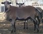 Barbados blackbelly 2 Elkins.jpg
