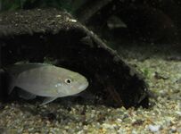 Perissodini (E): Perissodus microlepis, a specialized scale-eating species[54]
