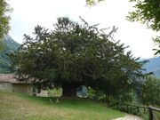 The Bermiego Yew, Asturias, Spain