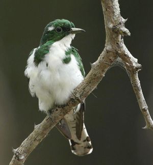 Cuckoo Klaas's 2010 10 05 13 53 57.jpg