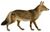 Dogs, jackals, wolves, and foxes (Plate XI).jpg