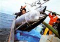 A fisherman in Japan
