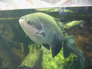 Tambaqui في Shedd Aquarium