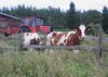 Syyskuu2 2005 060b.jpg
