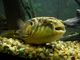 TetraodonLineatus.JPG