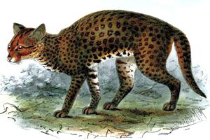 Caracal aurata 2.jpg