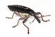Long nosed weevil edit.jpg