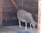 Santa Cruz sheep, Roger Williams Park Zoo.jpg