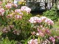 a Kalmia latifolia cultivar