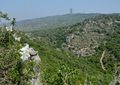 Lilium candidum على جبل الكرمل