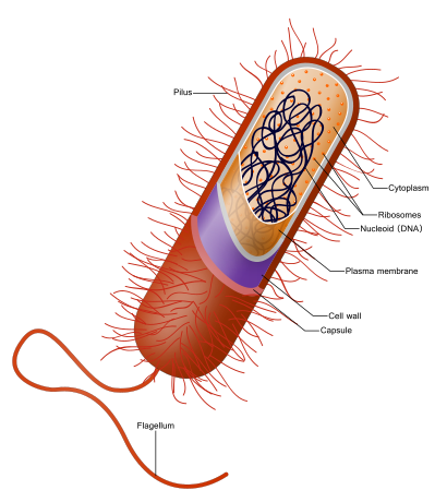 image of prokaryotic cell