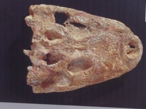 Acynodon.JPG