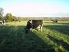 Cheshire Cattle.JPG