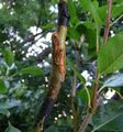 Successful whip graft