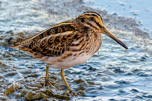 Jack snipe.png