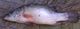 Labeo niloticus.jpg