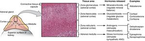 1818 The Adrenal Glands.jpg