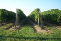 Long Island Vineyards