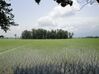 Paddy field Amol IRI 1.jpg